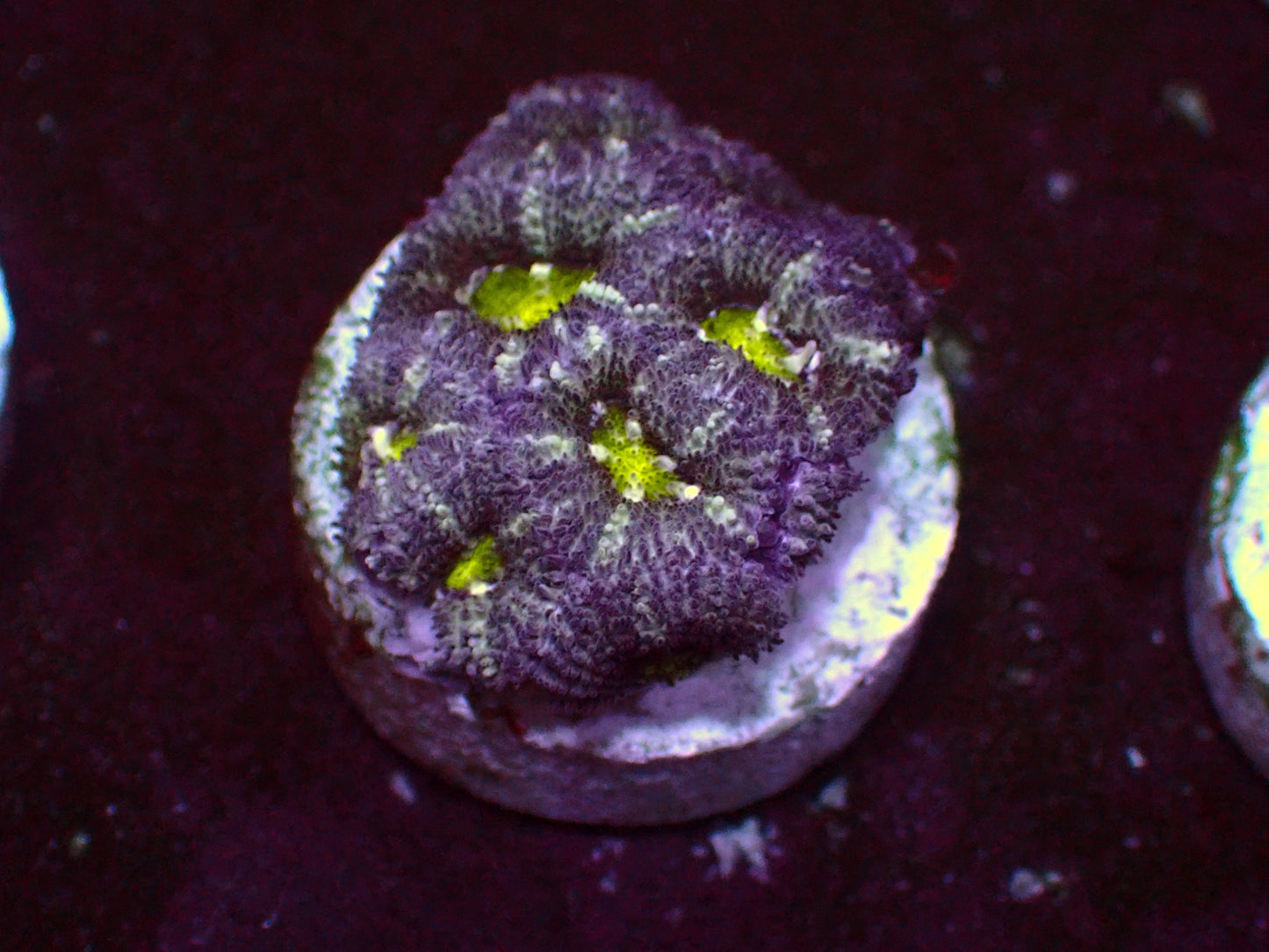 Dark Matter Micromussa | WYSIWYG