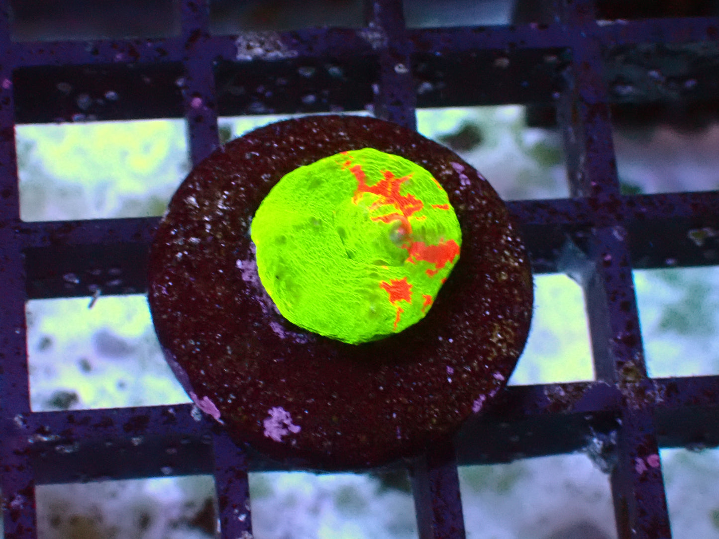 Crazy Bleeding Apple Scolymia | WYSIWYG
