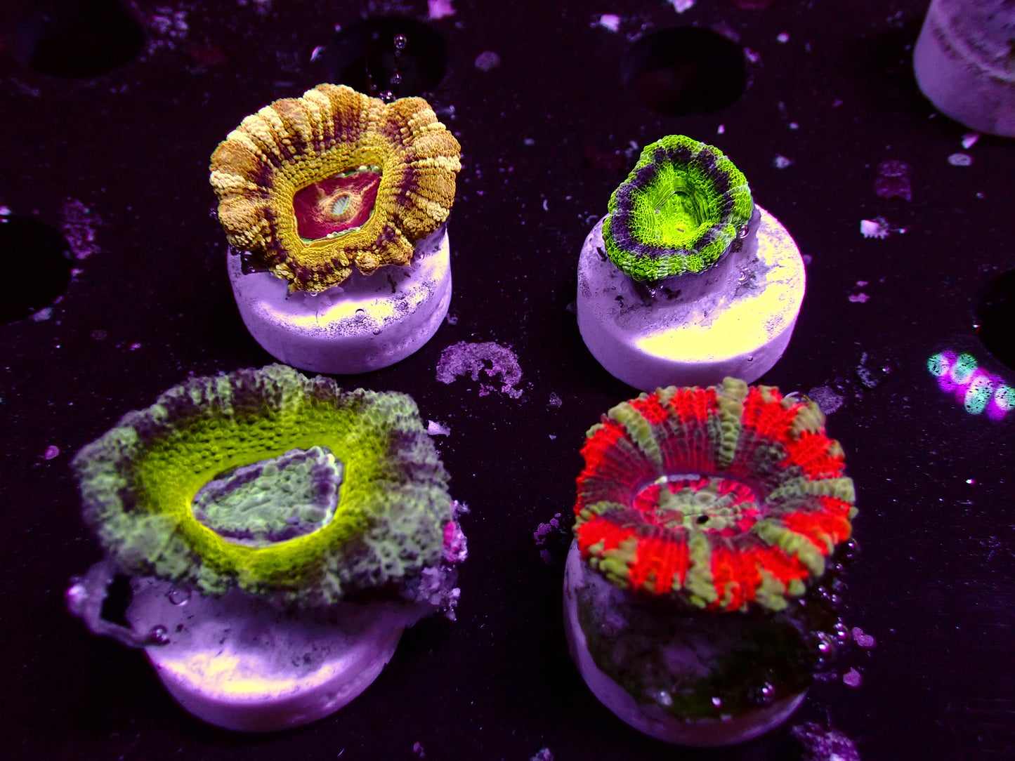 Asian Acan Frag Pack! | WYSIWYG