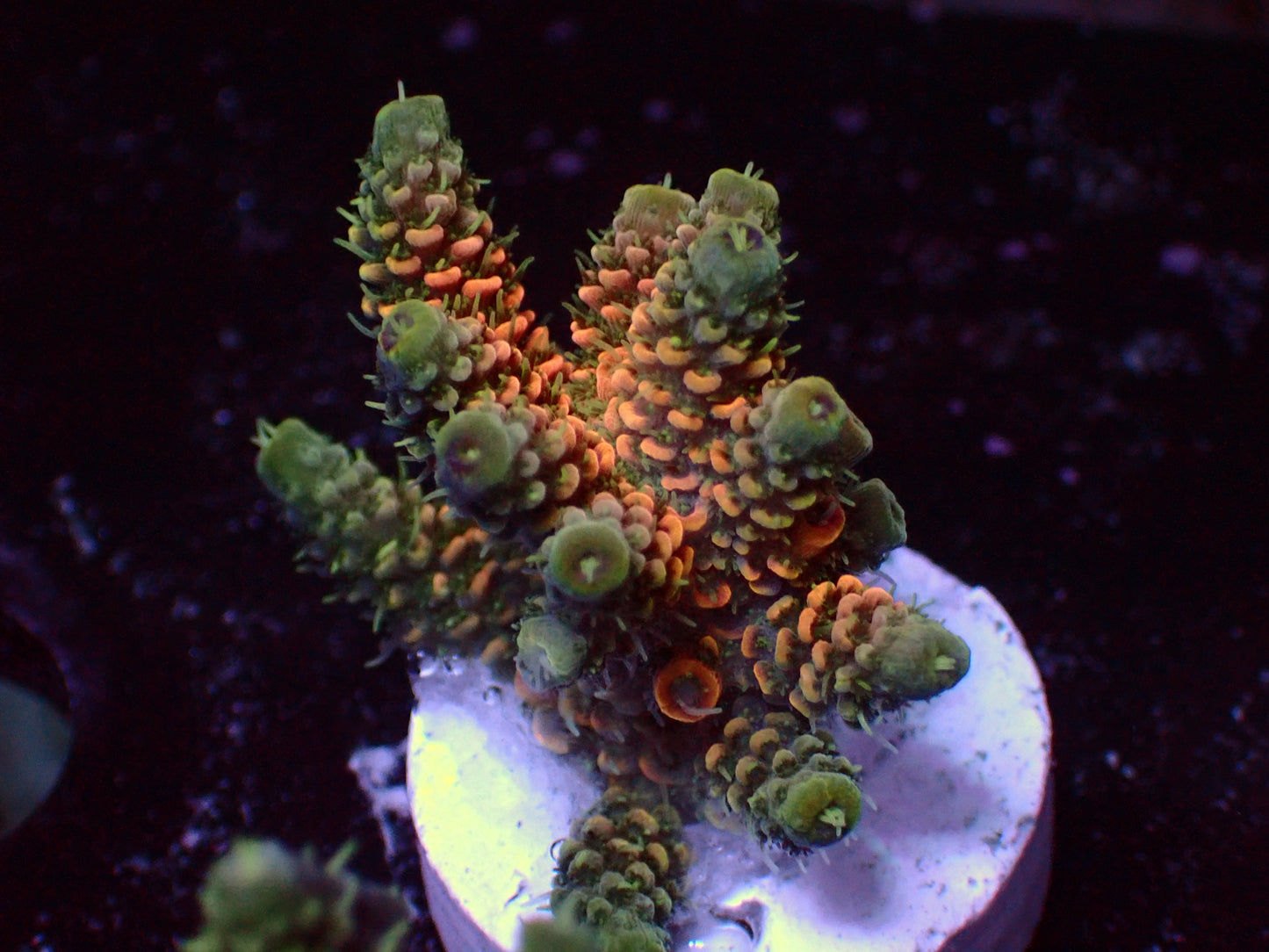 PR Copper Millepora | WYSIWYG