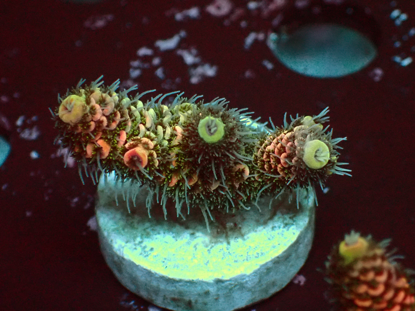 Fuzzy Millepora | WYSIWYG
