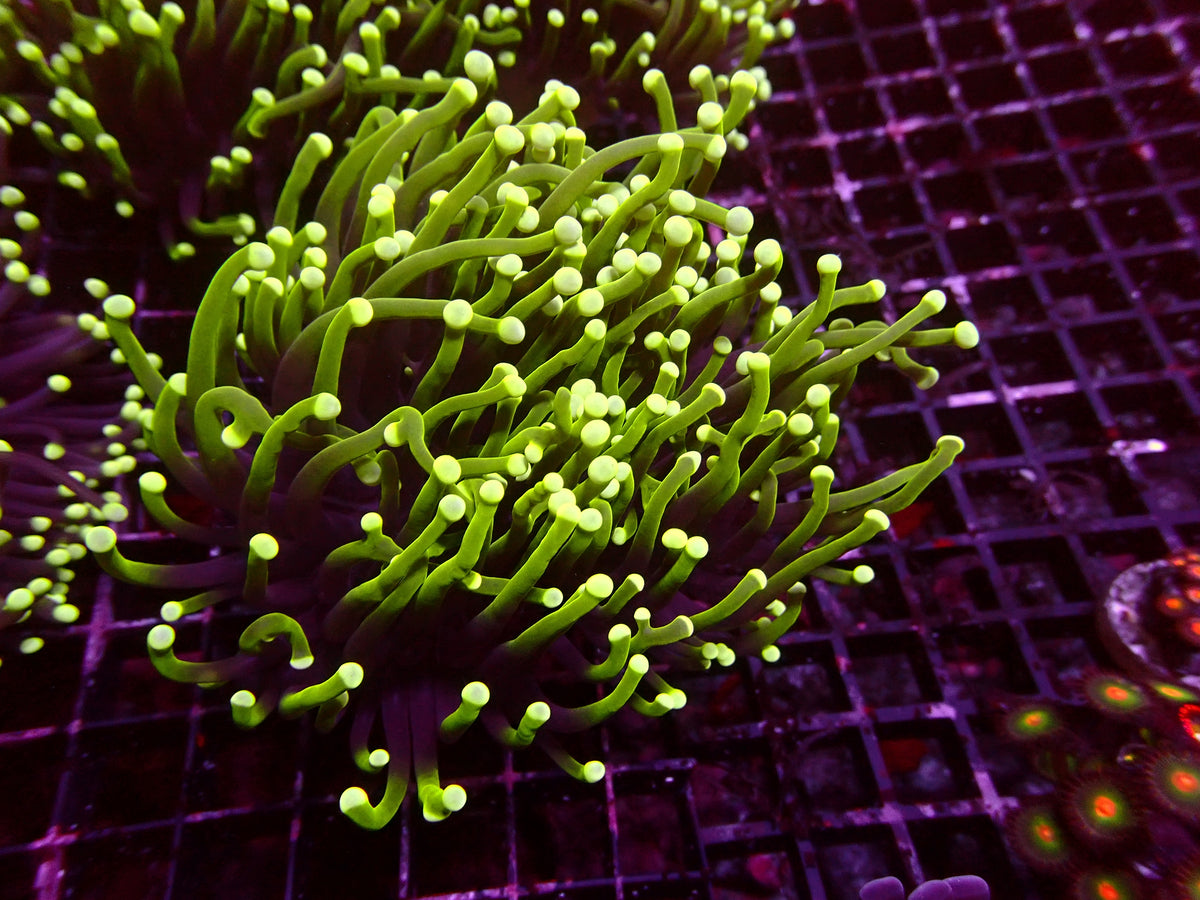 Euphyllia Aussie Reverse Dragonsoul Torch | WYSIWYG