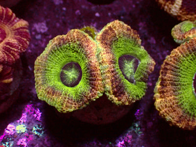 Green Ufo Asian Acanthastrea | WYSIWYG