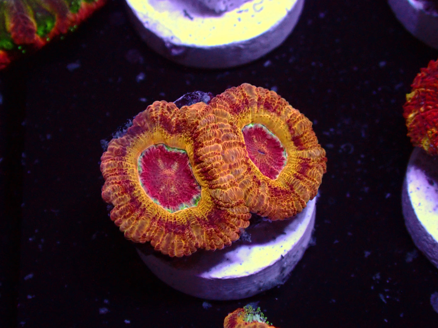 Yellow Ufo Asian Acan | WYSIWYG