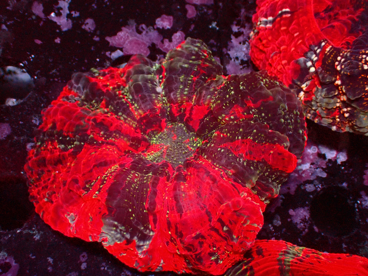 Acanthophyllia Deadpool | WYSIWYG