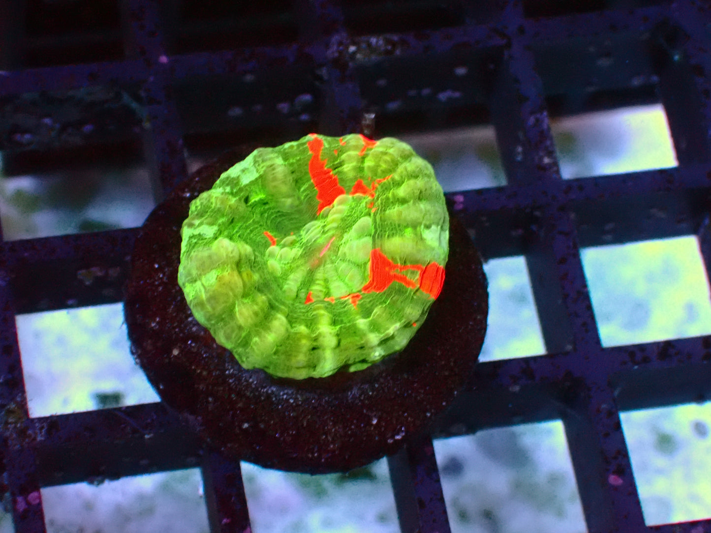 Mint Bleeding Apple Scolymia | WYSIWYG