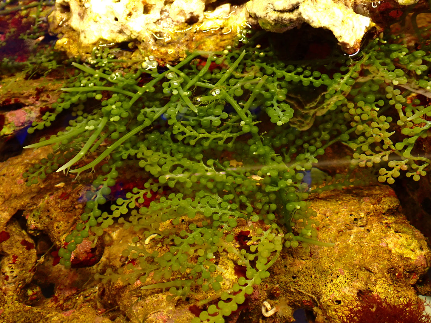 Caulerpa lentillifera