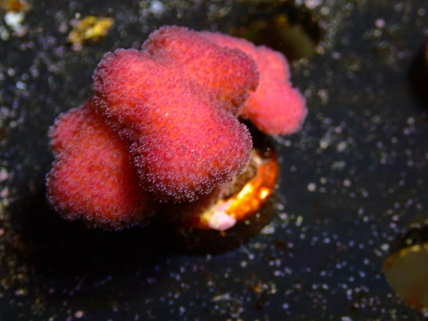 Stylophora "Fiji Pink" | WYSIWYG