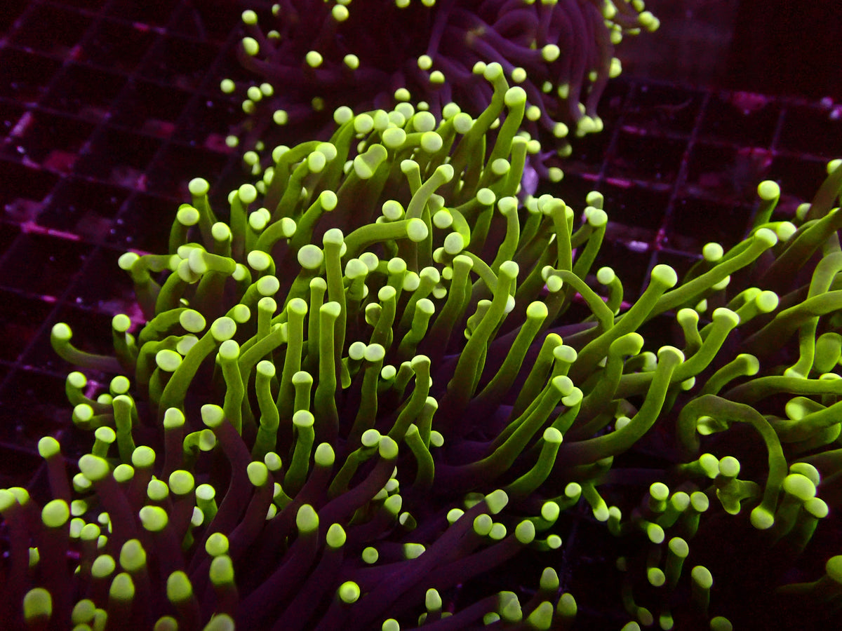 Euphyllia Aussie Reverse Dragonsoul Torch | WYSIWYG
