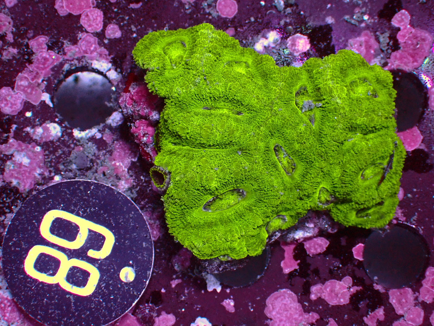Fully Toxic Asia Acan | Colony