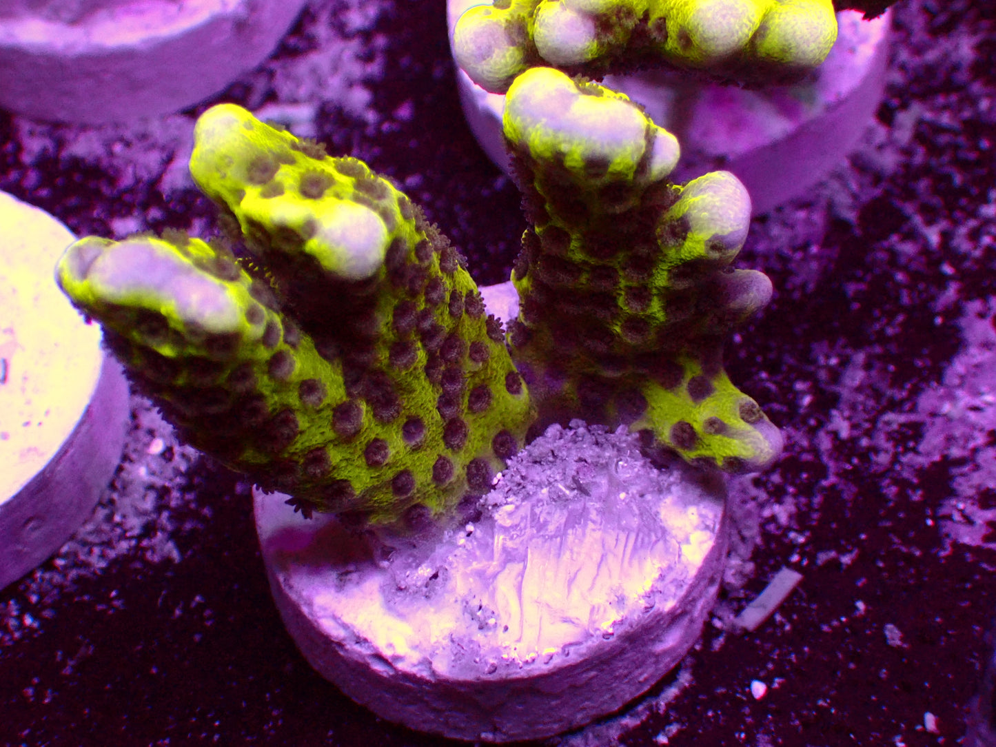 Hulk Montipora Digitata | WYSIWYG