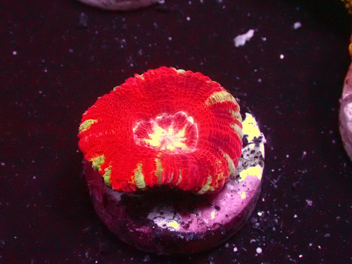 Ultra Red Asian Acanthastrea | WYSIWYG