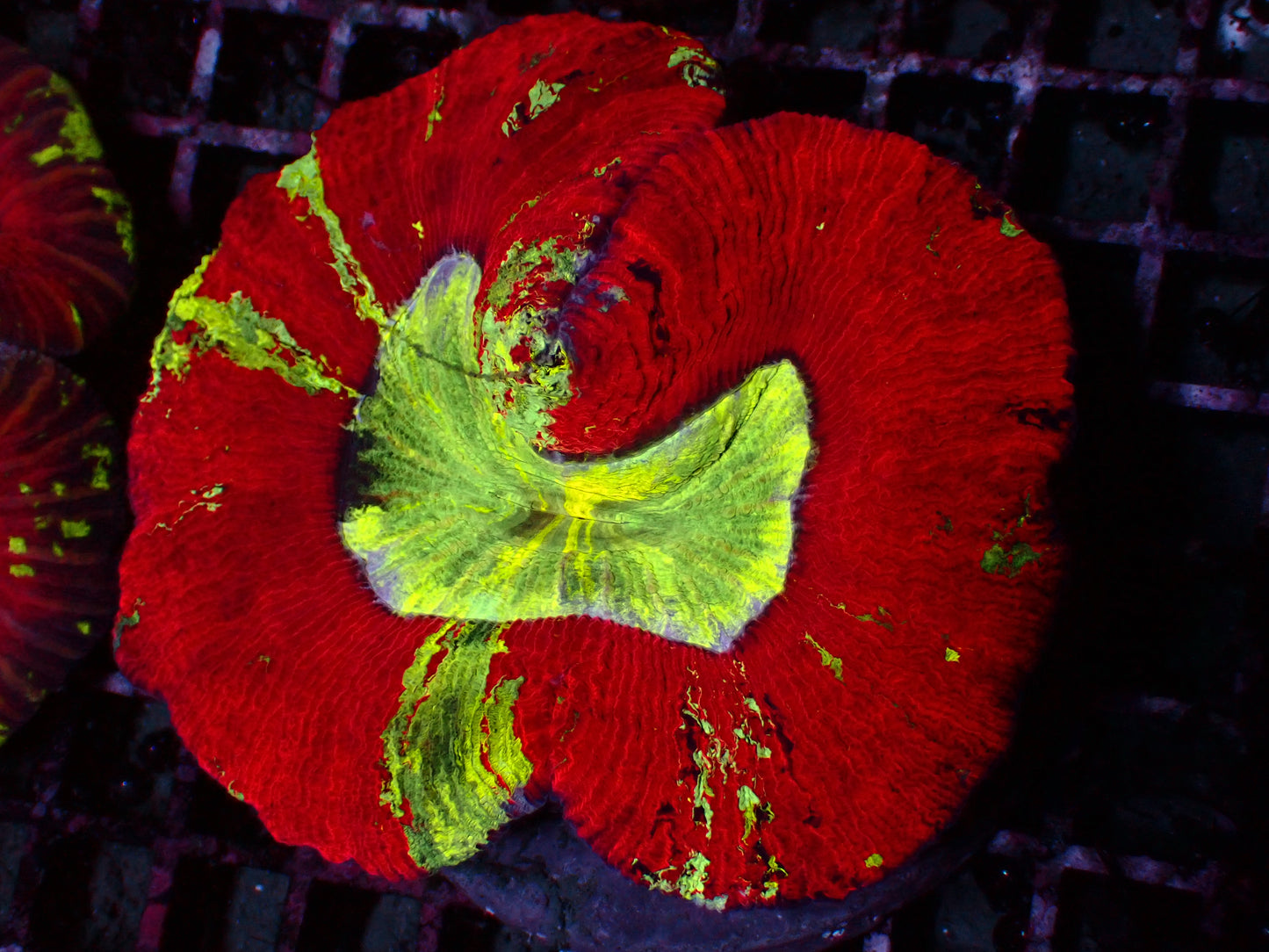 Rainbow Trachyphyllia | WYSIWYG