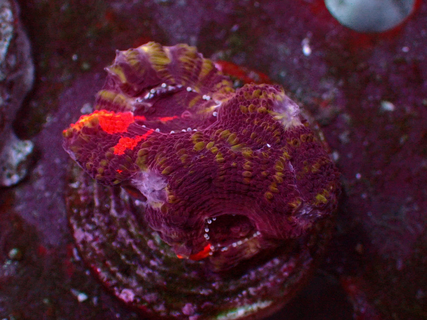 Acanthastrea Bowerbanki Warpaint | WYSIWYG