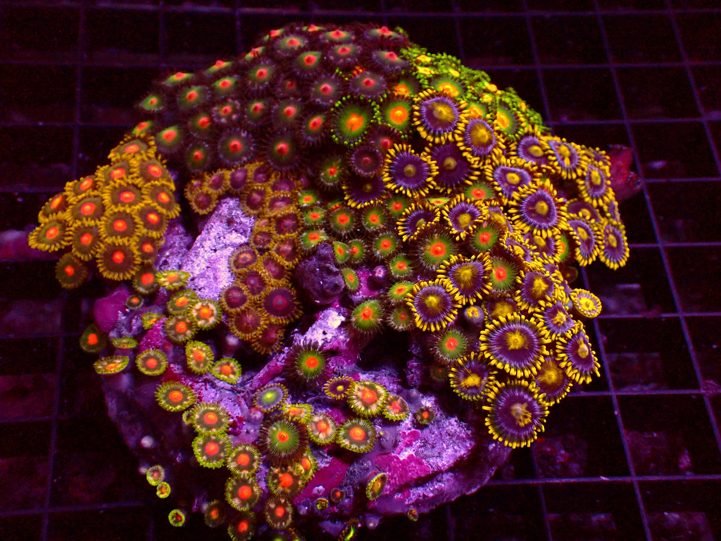 Zoanthus Master Garden | WYSIWYG