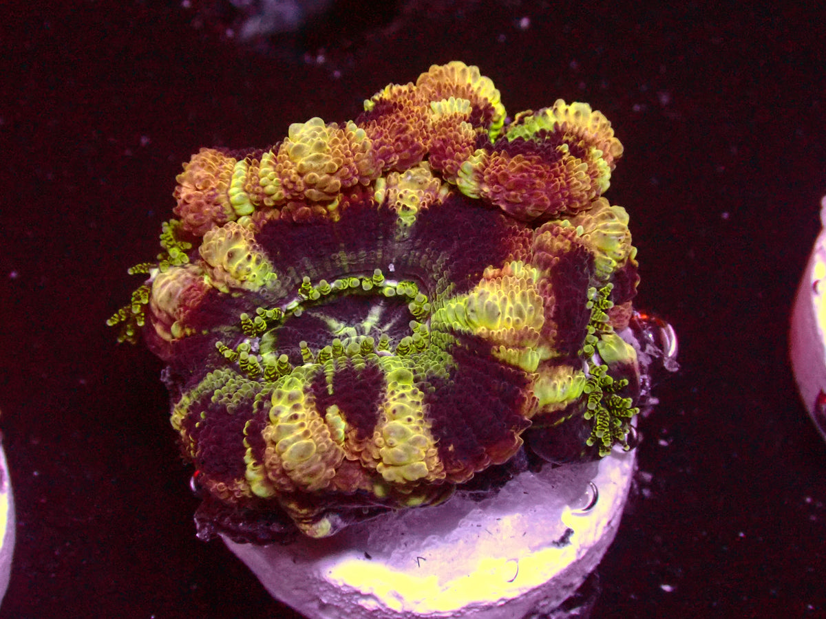 Insane Master Asian Acanthastrea | WYSIWYG