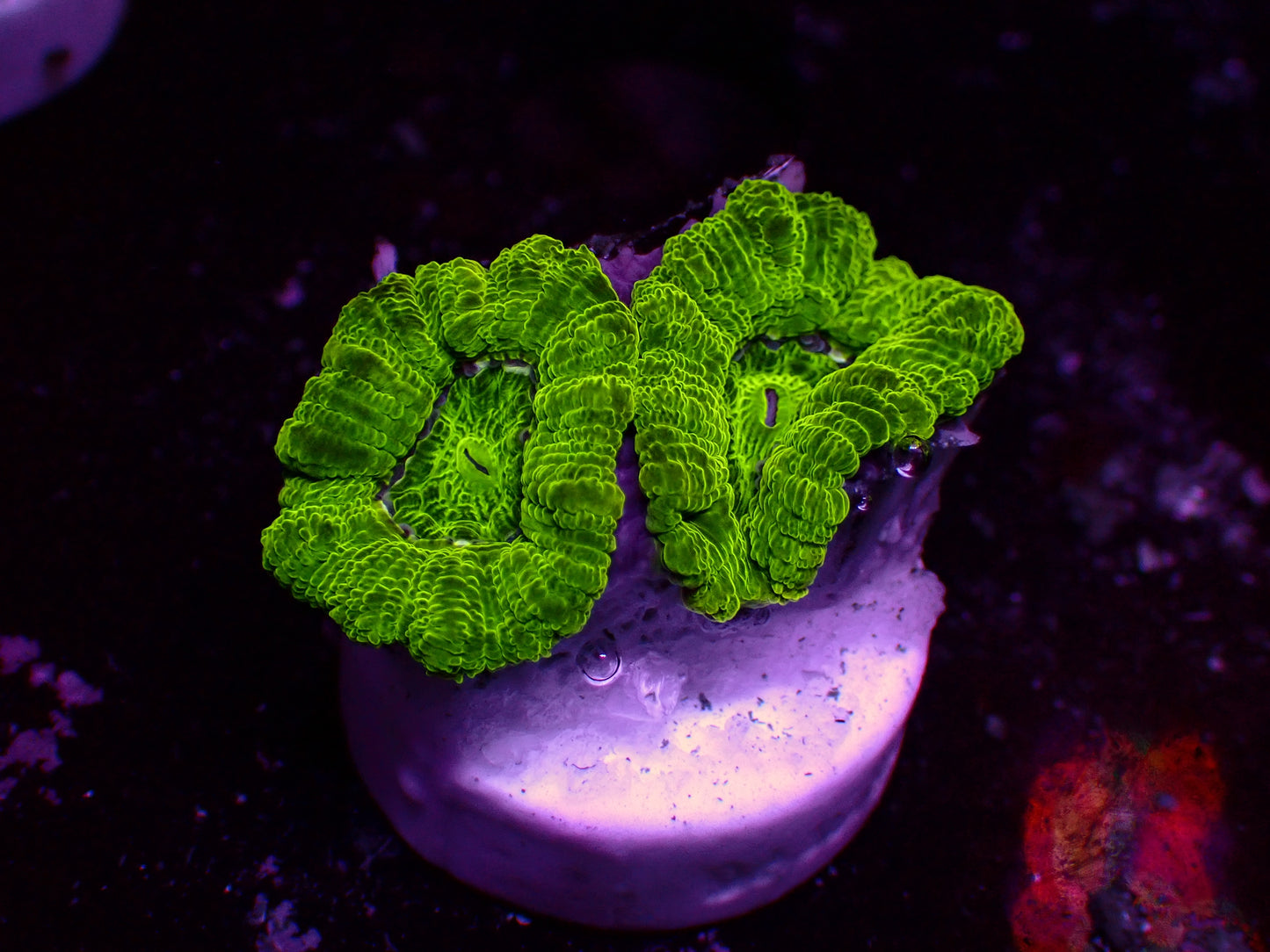 Asian Acan "Toxic" | WYSIWYG