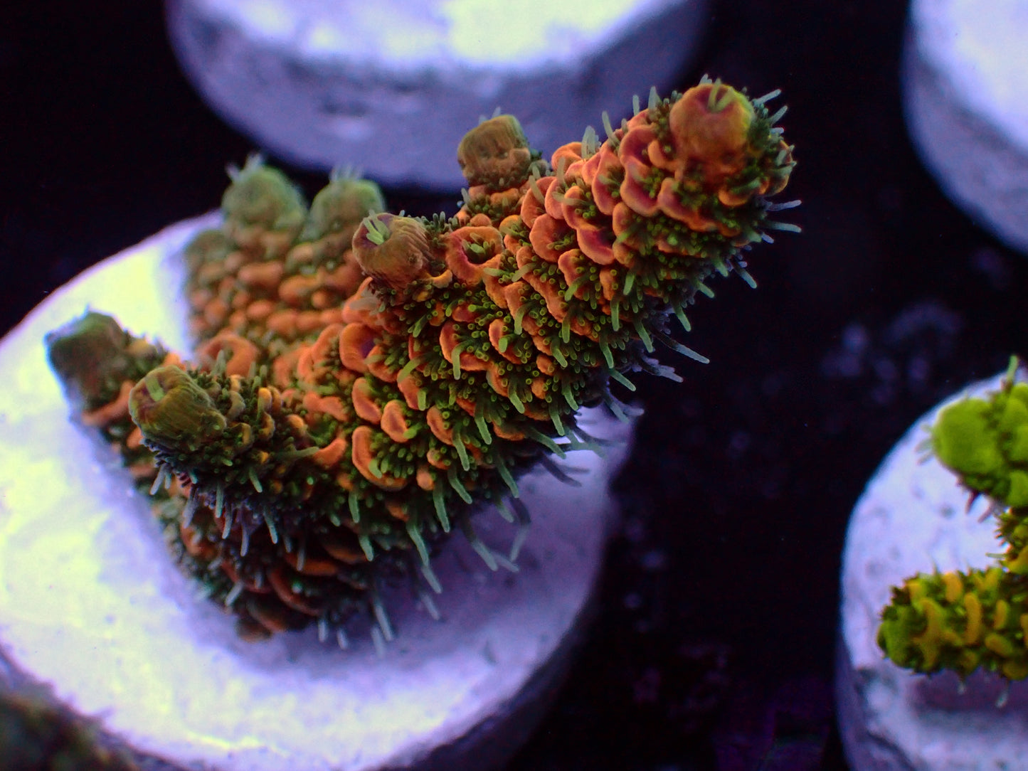 PR Rose Millepora | WYSIWYG