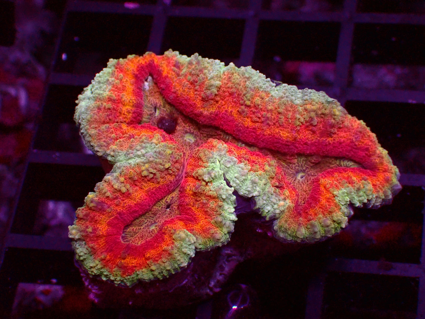 Rainbow Symphyllia | WYSIWYG