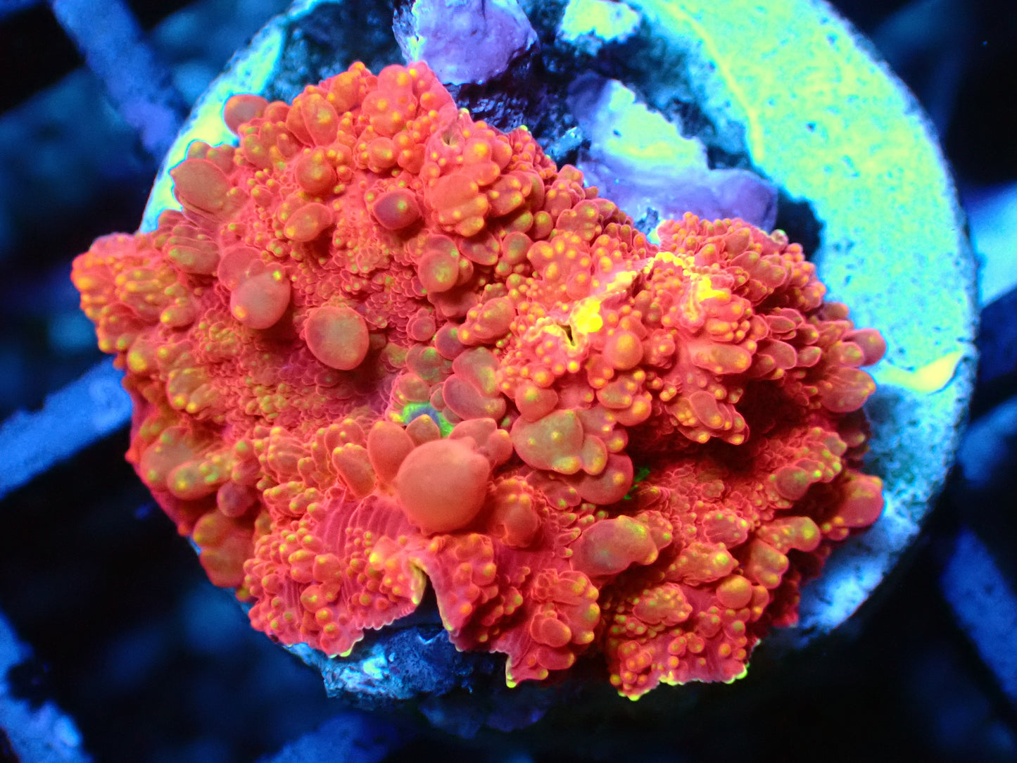 PR Eclectus Bounce Jawbreaker Mushroom | WYSIWYG