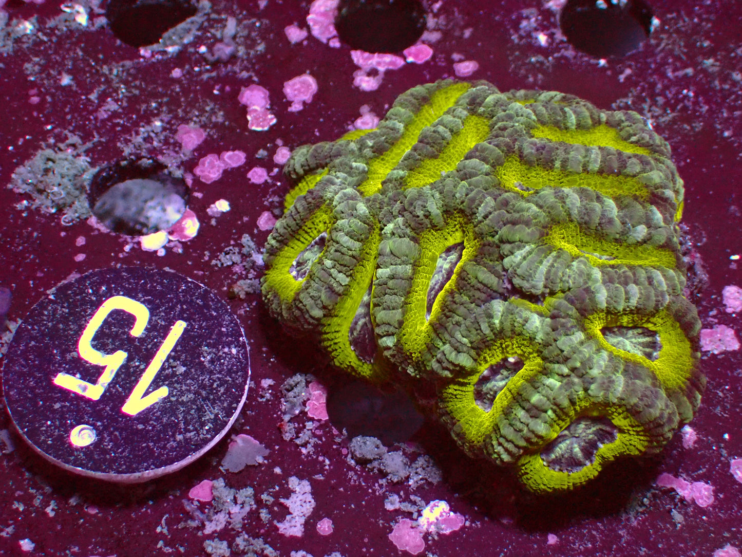 Lemon Lime Asia Acan | WYSIWYG