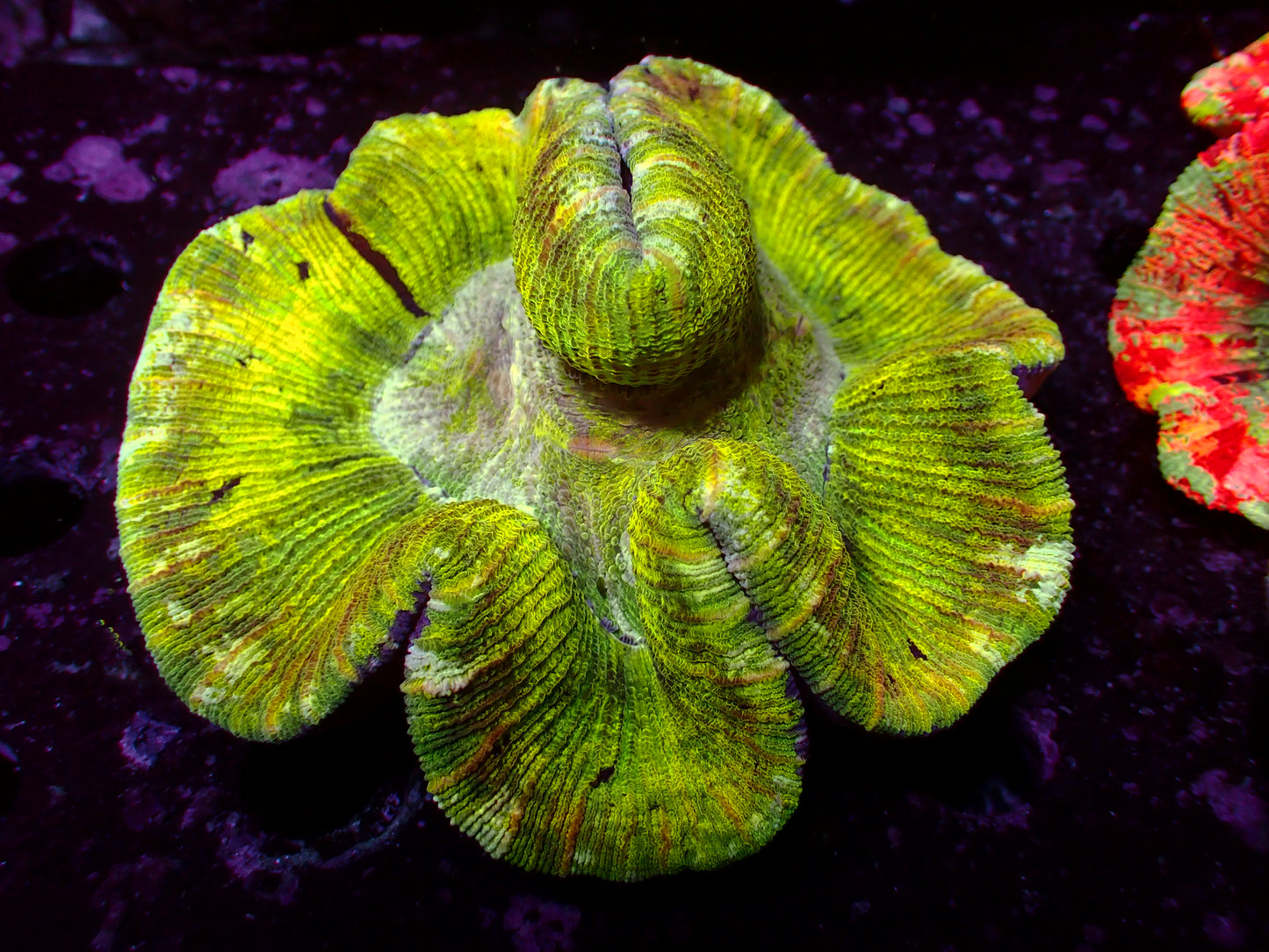 Yellow/Toxic Green Trachyphyllia | WYSIWYG