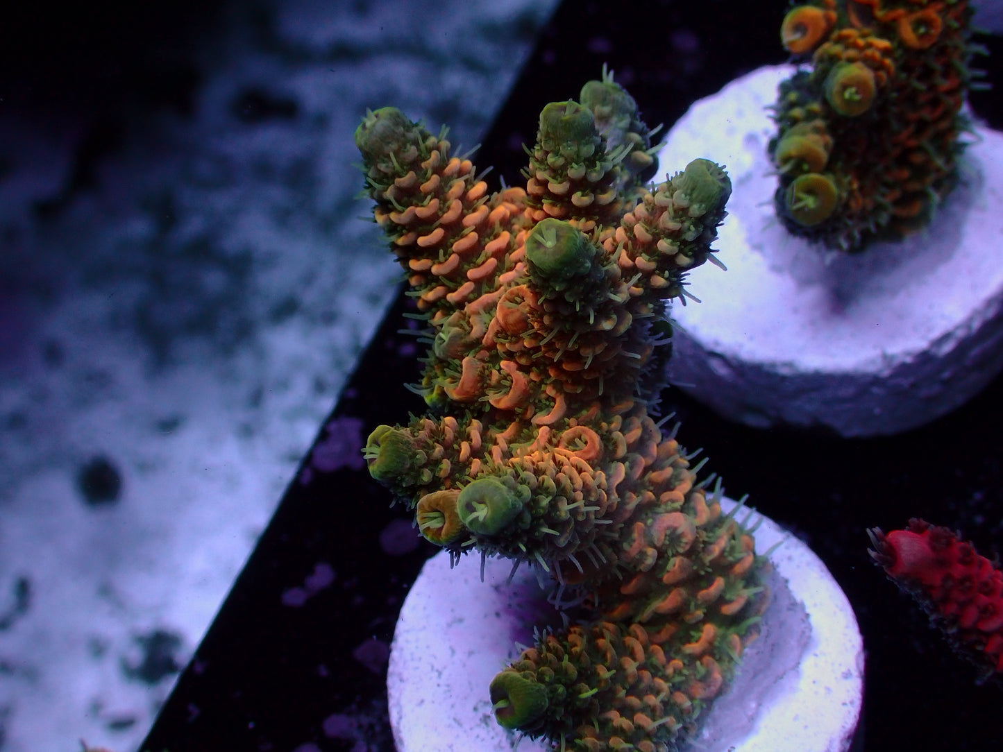 PR Rose Millepora | WYSIWYG