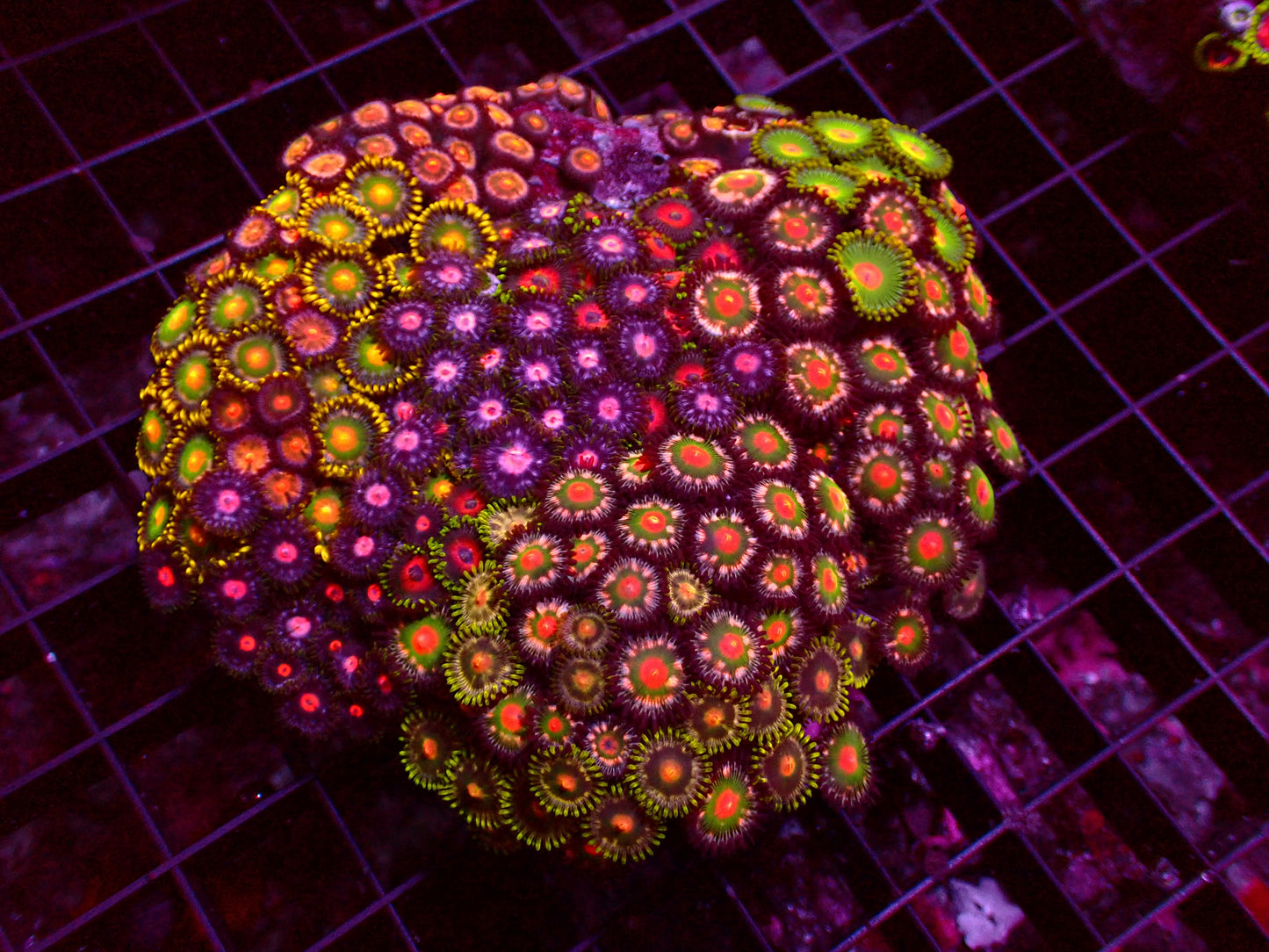 Zoanthus Master Garden | WYSIWYG