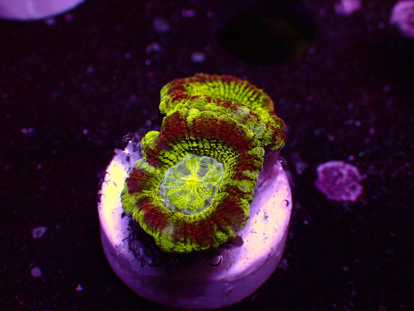 Asian Acan "Mastergrade Ufo" | WYSIWYG