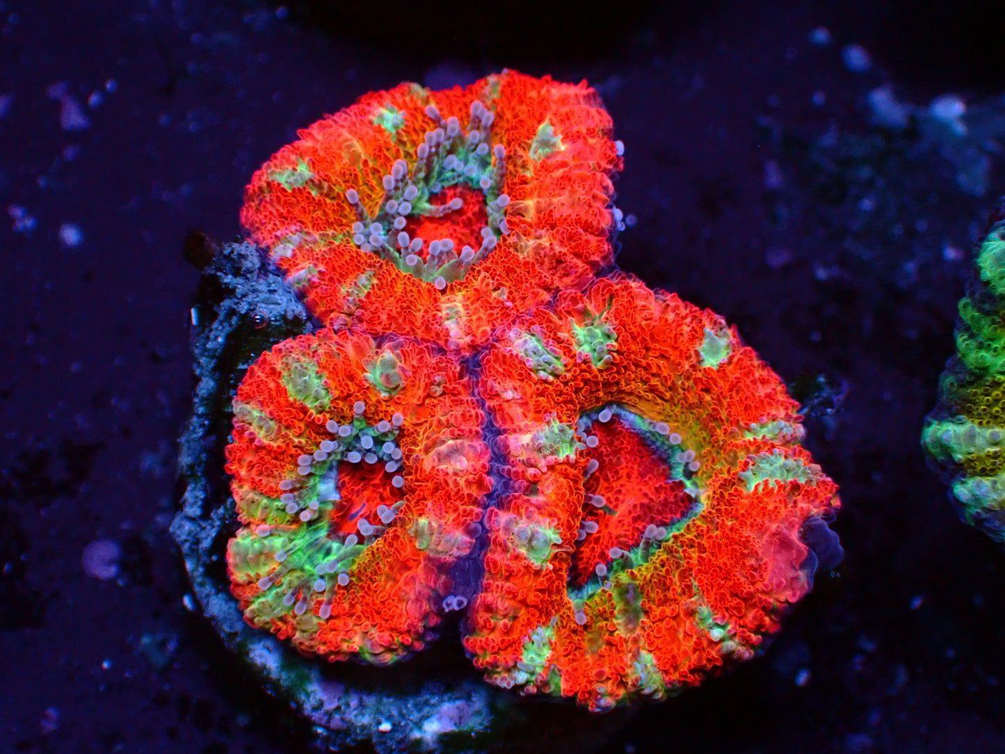 PR Candy Acanthastrea | WYSIWYG
