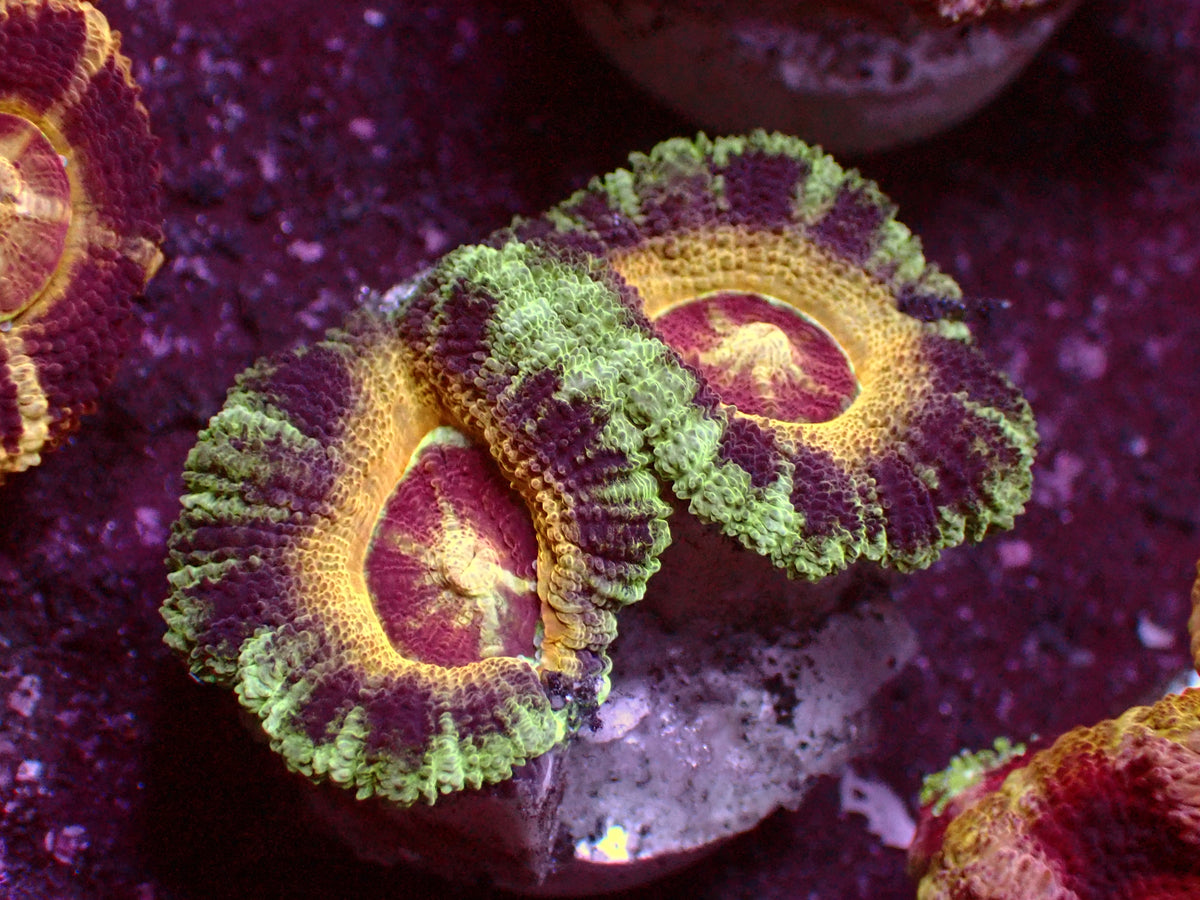 Golden Ufo Asian Acanthastrea | WYSIWYG