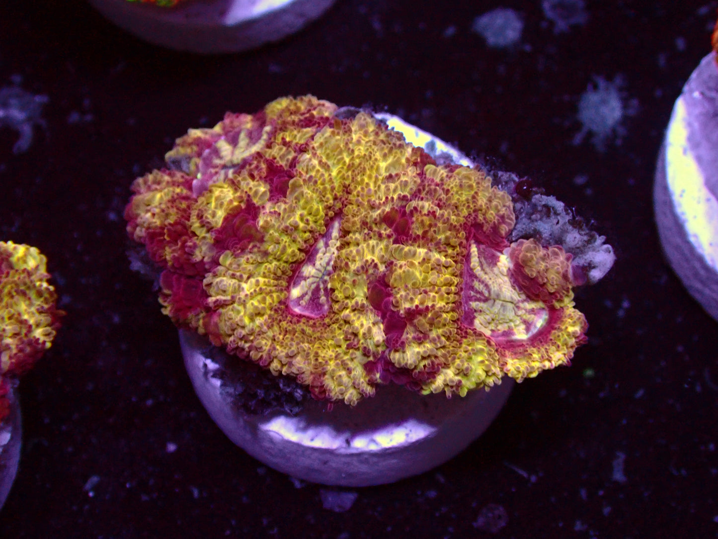 Yellow Sparkles Asian Acan | WYSIWYG