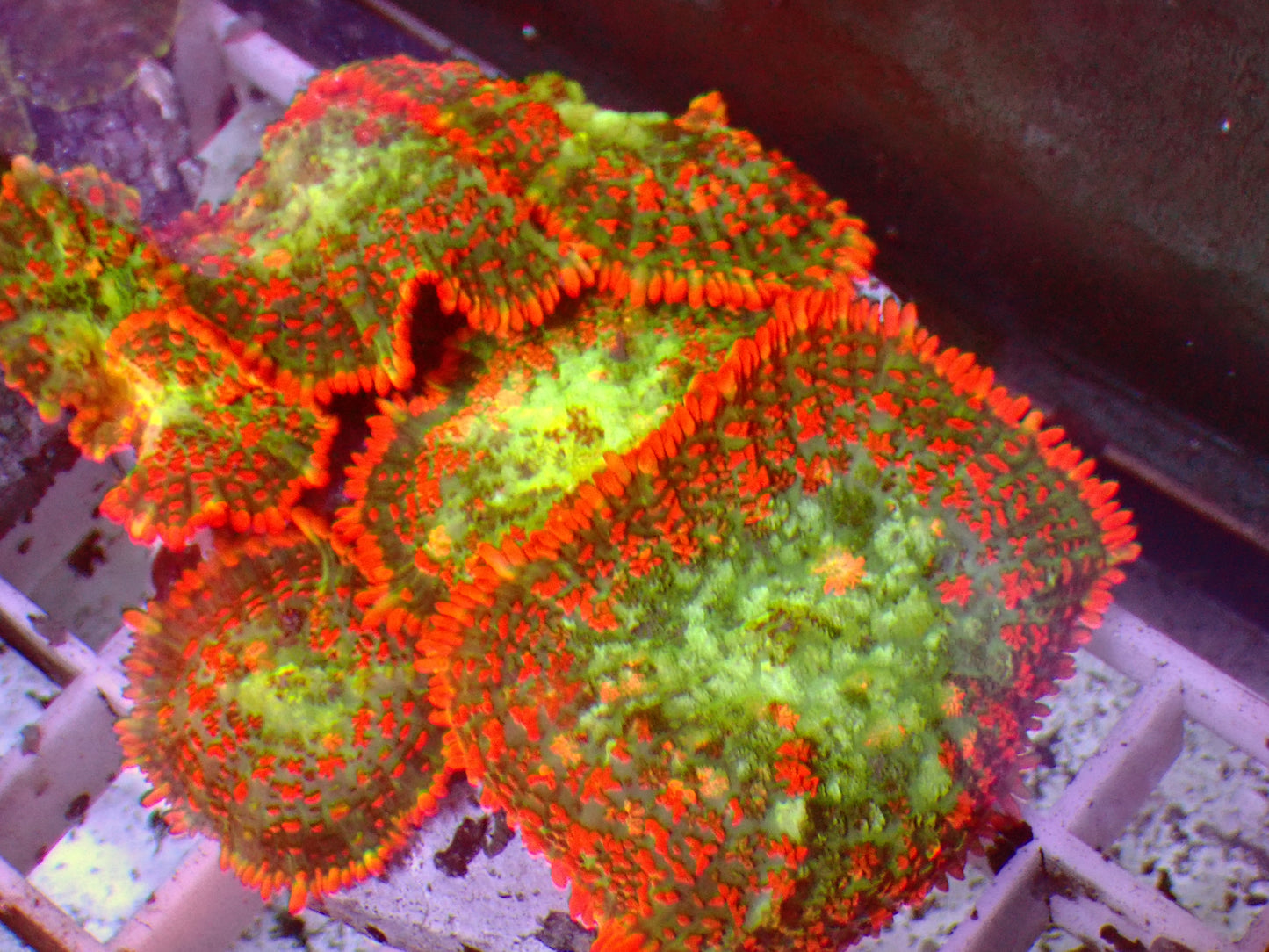 Rainbow Rhodactis | Colony