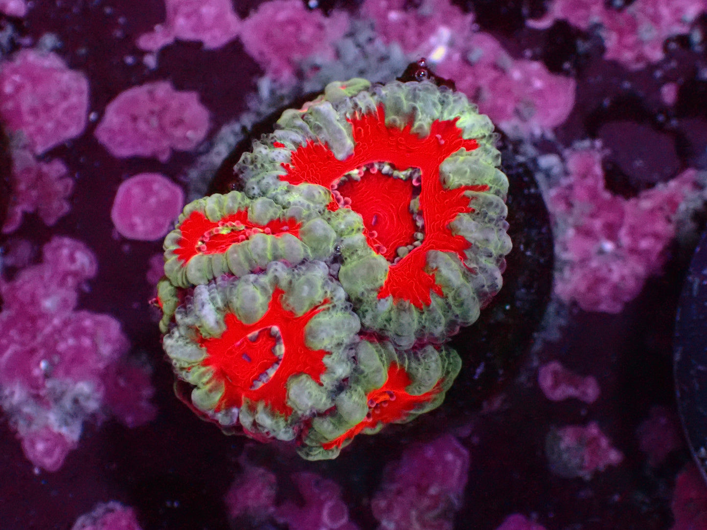 Aussie Striped Acanthastrea | WYSIWYG