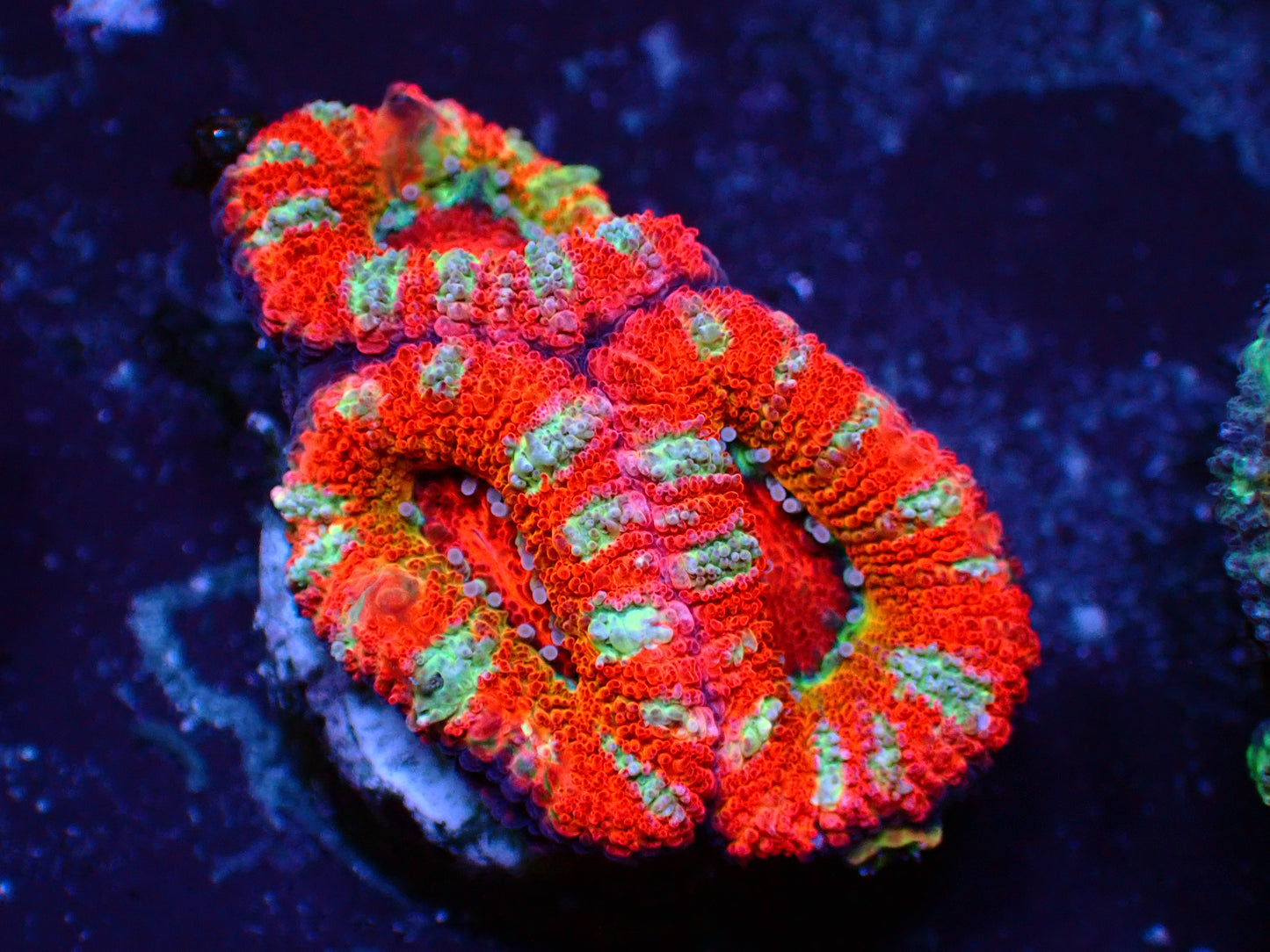 PR Candy Acanthastrea | WYSIWYG