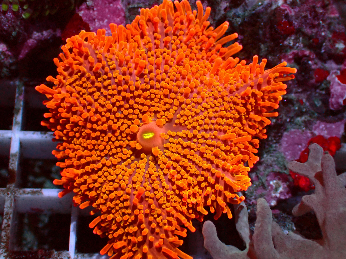 PR Fireball Yuma | XL