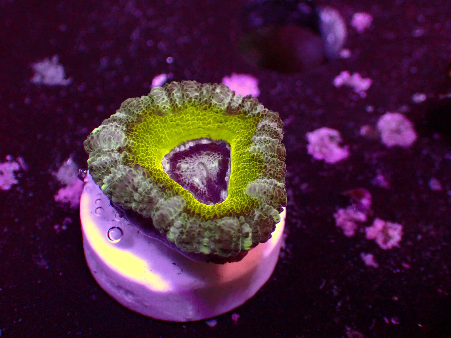 Asian Acan "Lemon" | WYSIWYG