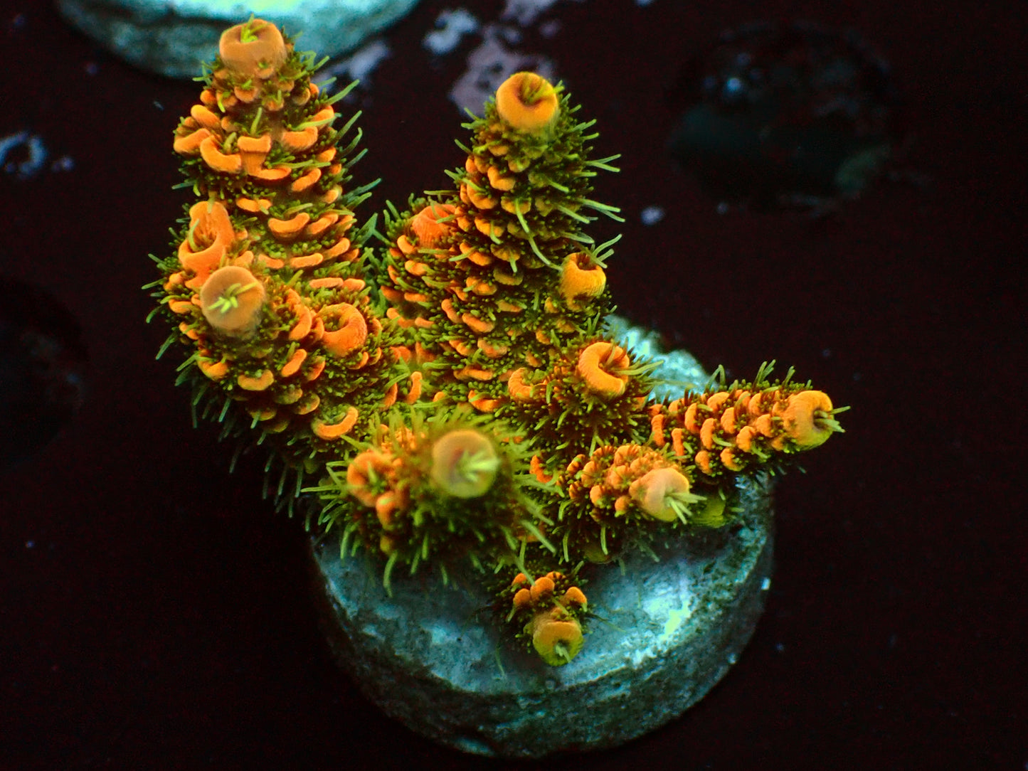 Lorax Millepora | WYSIWYG