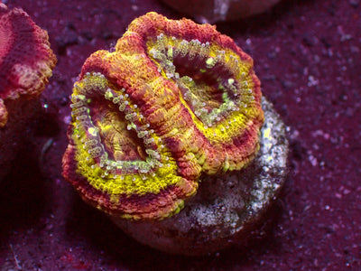 1 of 1 Yellow Center Asian Acanthastrea | WYSIWYG