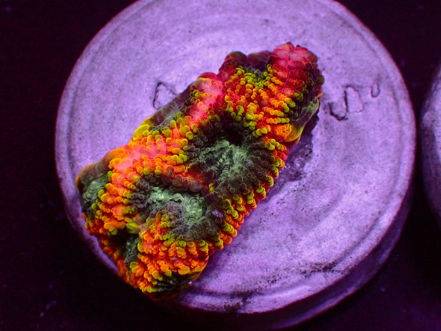 JF Yellow Submarine Favia | WYSIWYG