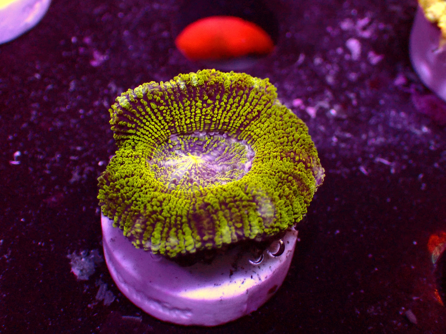 Asian Acan "Ultra Green" WYSIWYG