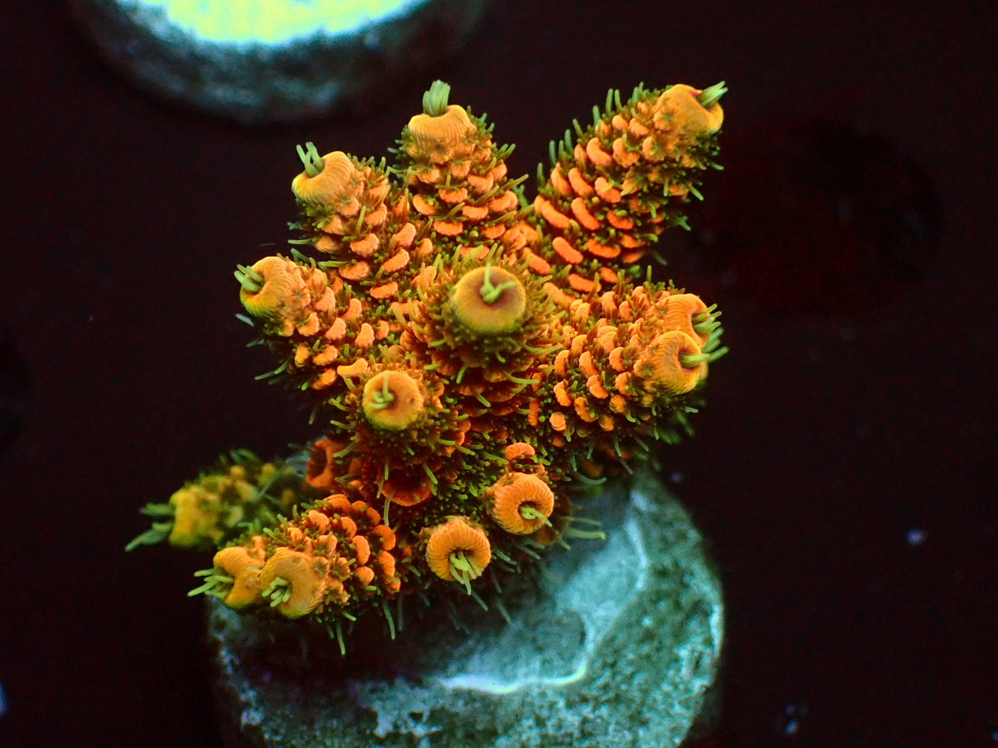 Lorax Millepora | WYSIWYG