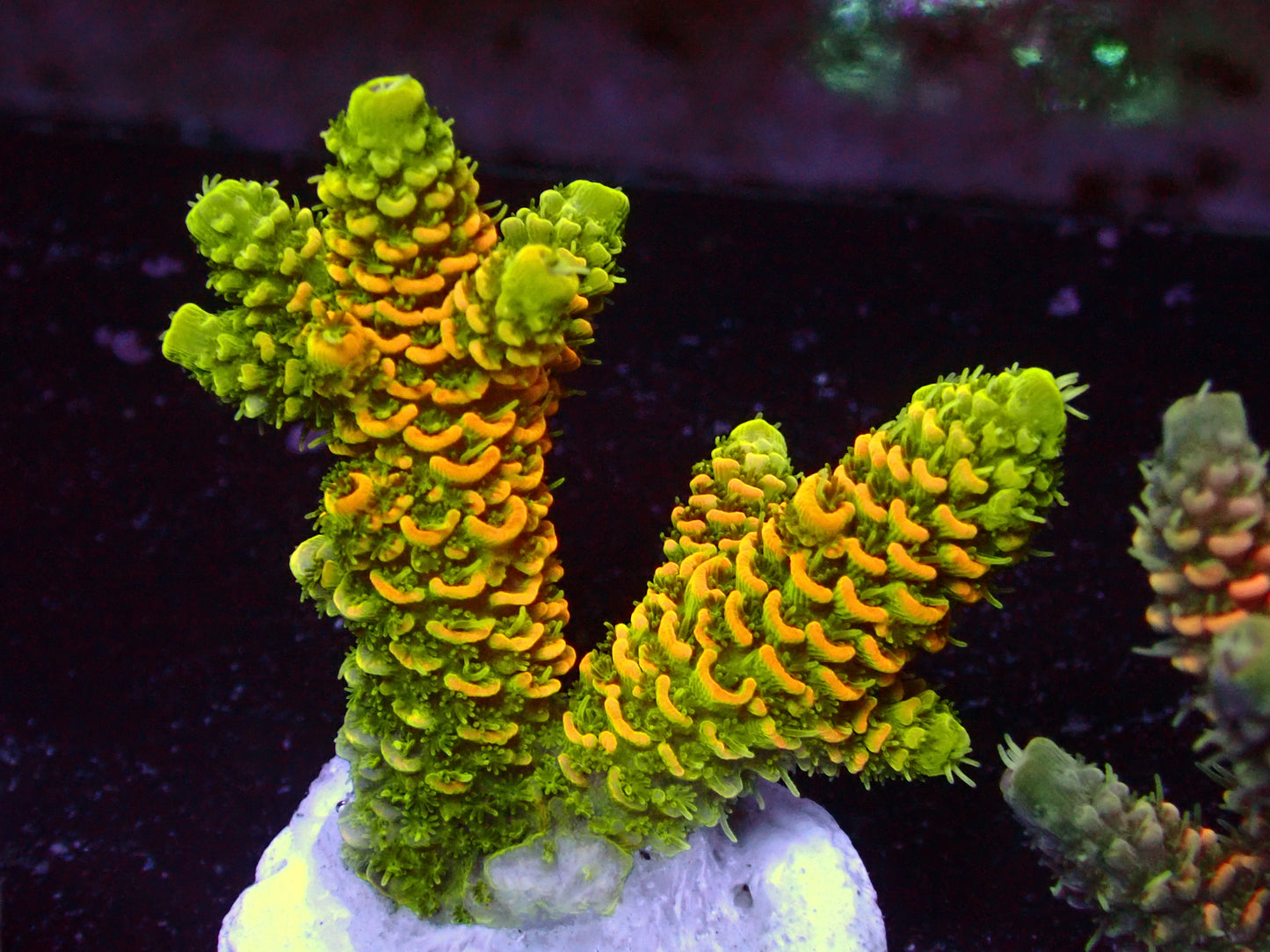 PR Solar Flair Millepora | WYSIWG