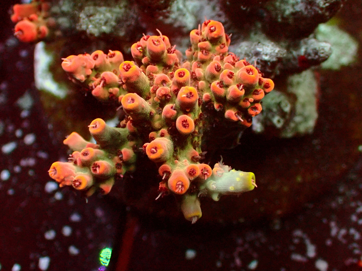 Acropora "Ultra Bali Shortcake" | WYSIWYG