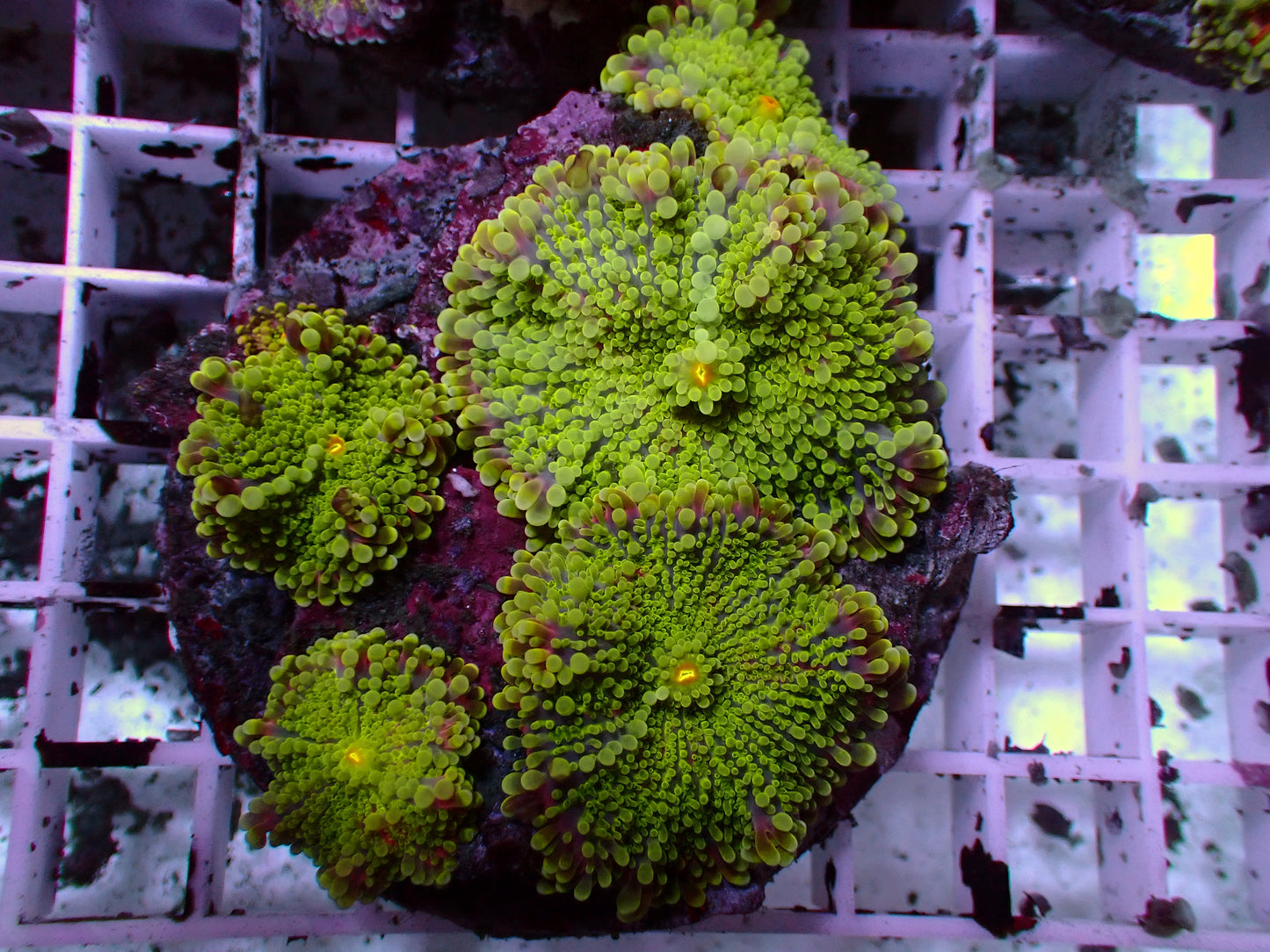 Toxic/Pink Ricordea | Colony