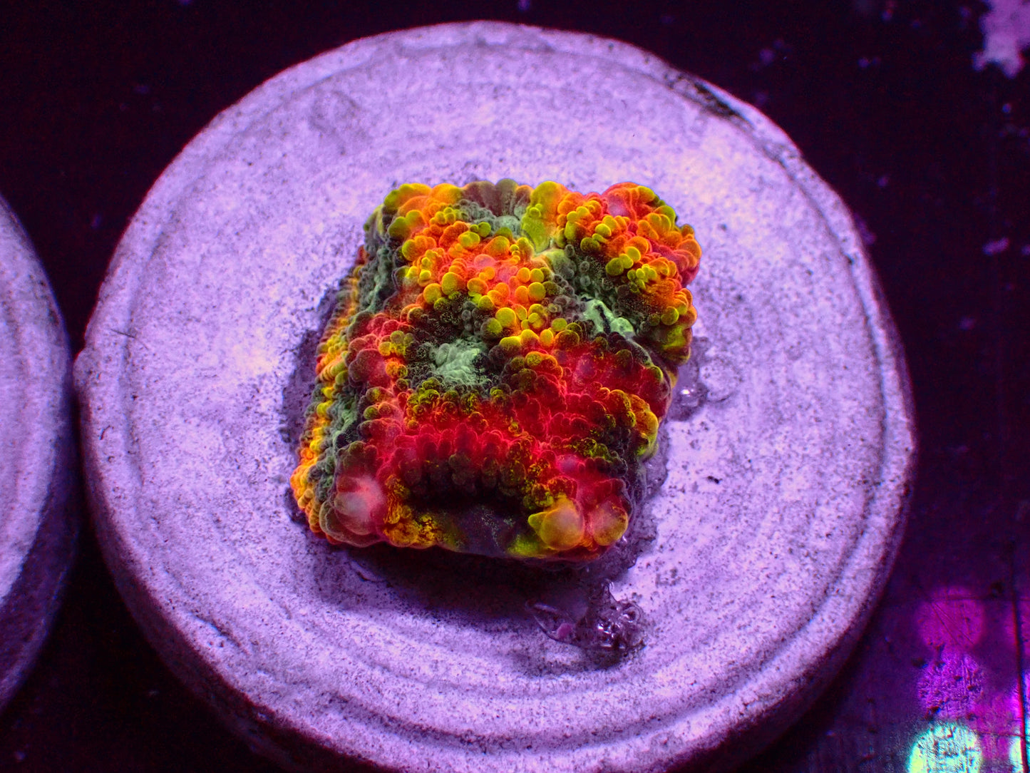 JF Yellow Submarine Favia | WYSIWYG