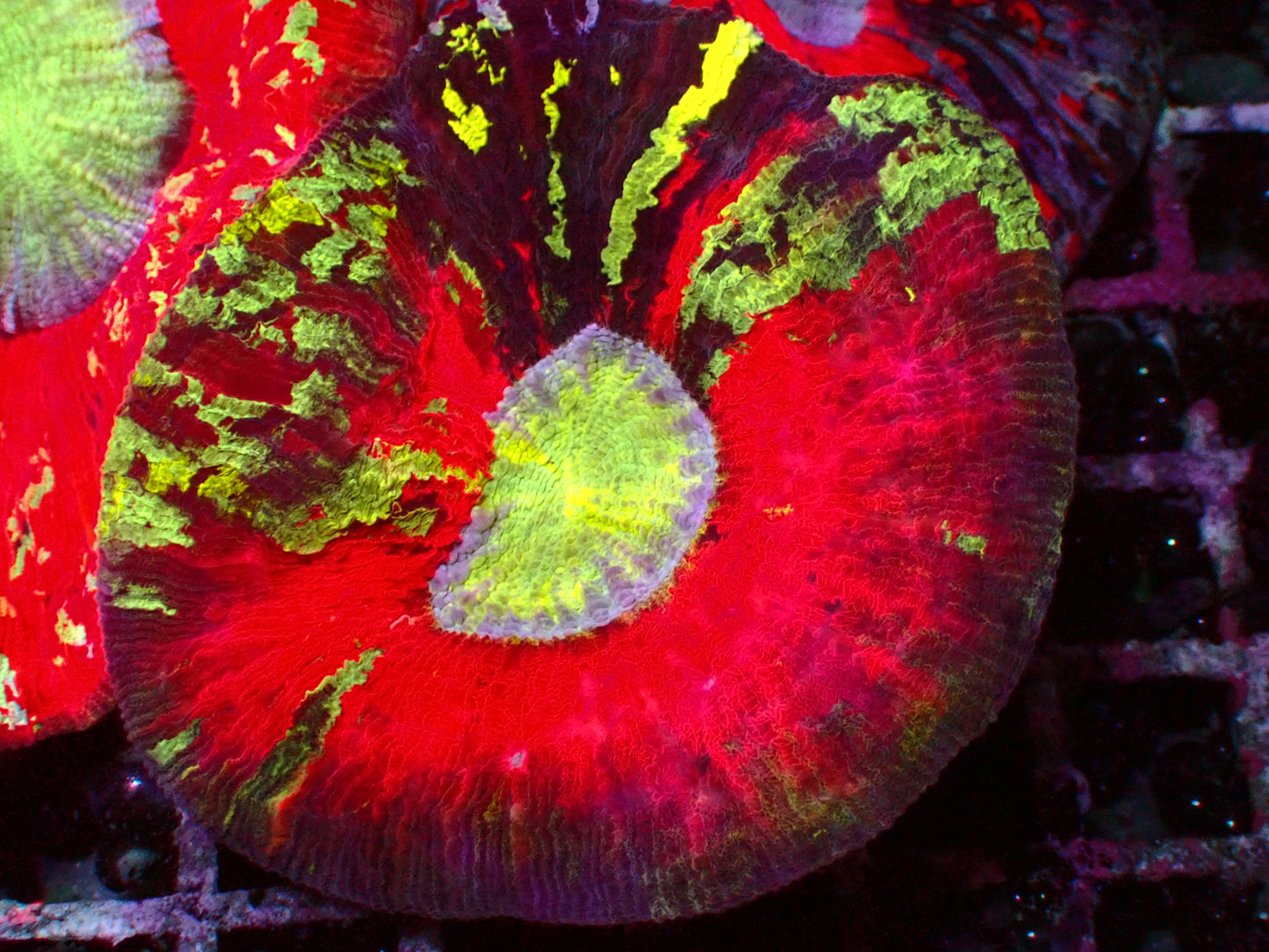 Rainbow Trachyphyllia | WYSIWYG