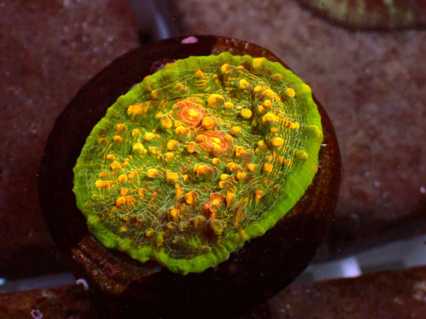 JF Area 51 Chalice | WYSIWYG