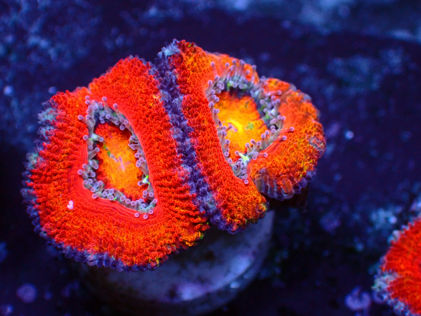 Acanthastrea Lordhowensis "Rainbow" | WYSIWYG