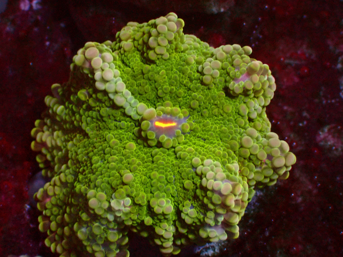 Large Toxic Yuma Mushroom | WYSIWYG